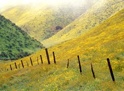 Carrizo fence.jpg